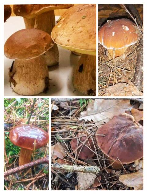 Zdjęcie przedstawia różne gatunki grzybów