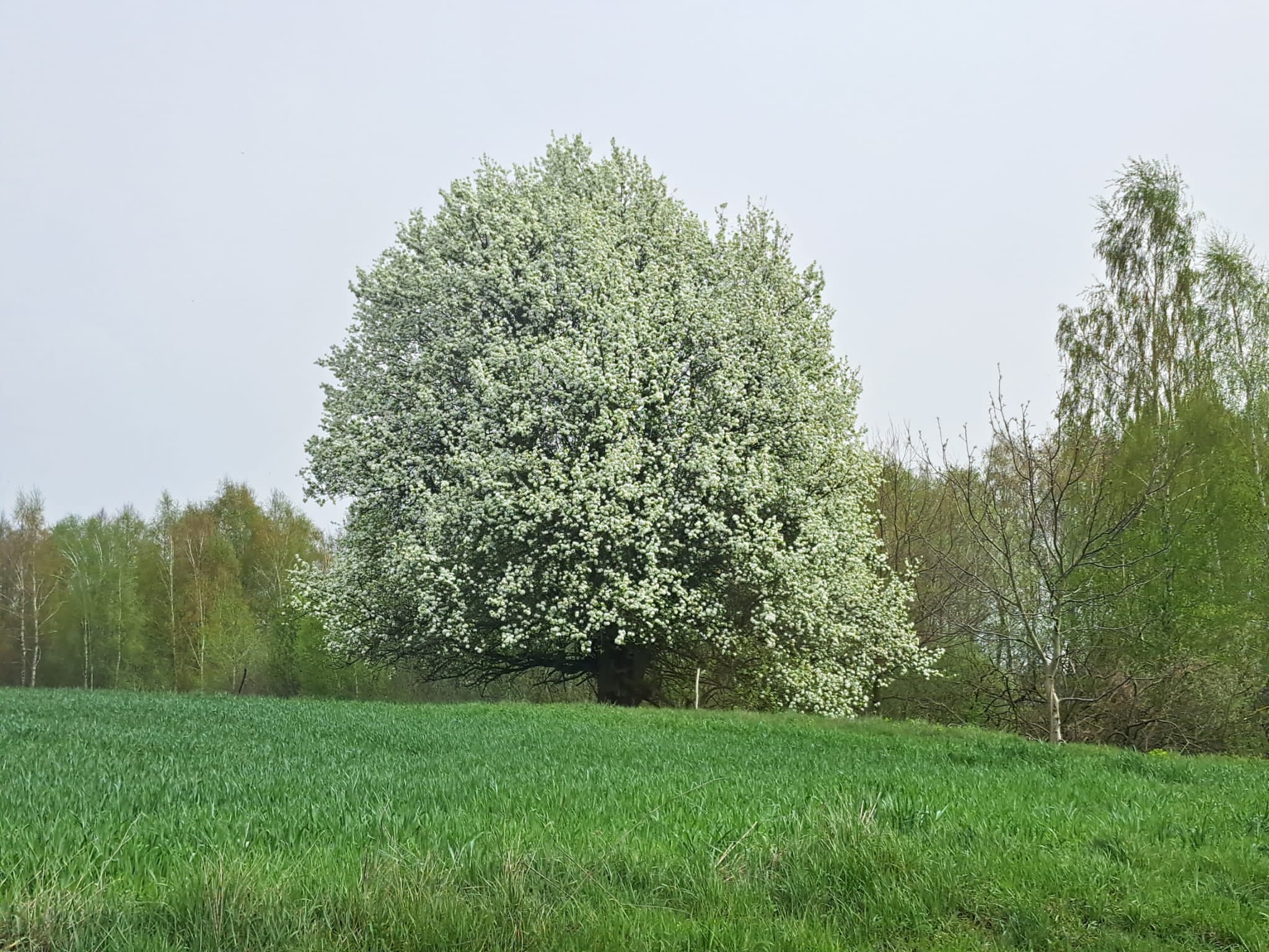 Zdjęcie przedstawia kwitnącą czereśnię