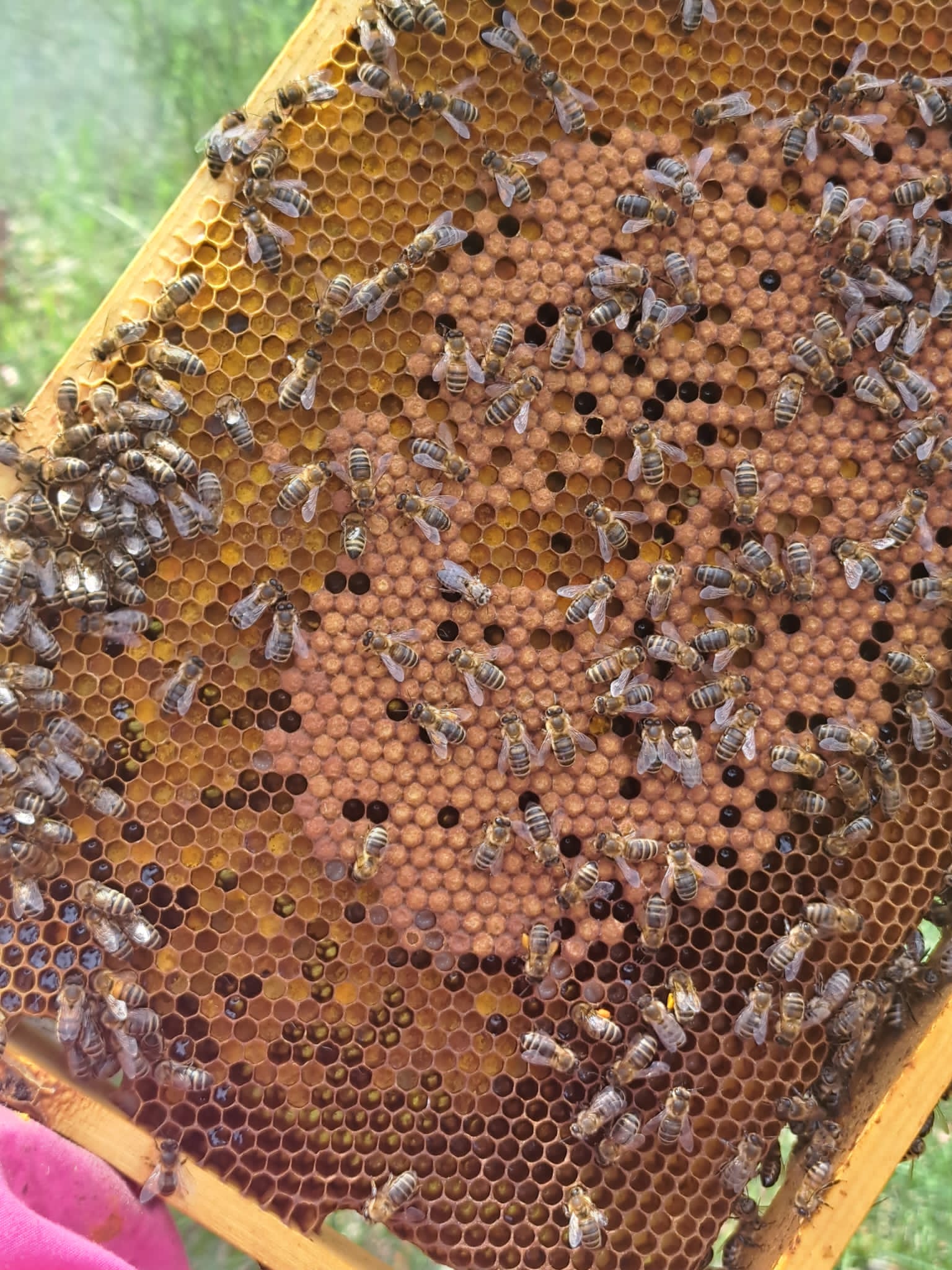 Zdjęcie przedstawia pracujące pszczoły w ulu