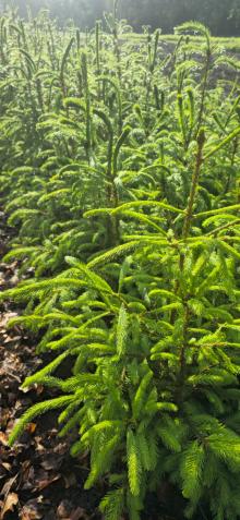 To już ostatni moment w tym roku!