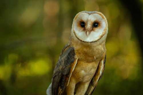 płomykówka fot. Magdalena Stępińska