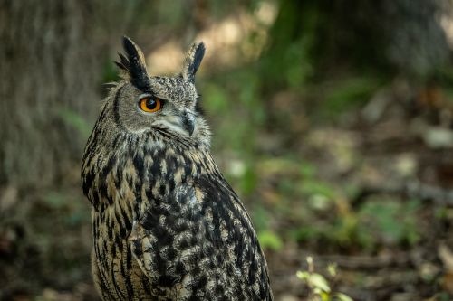 puchacz fot. Magdalena Stępińska