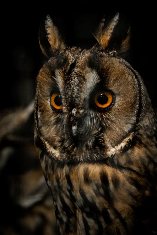 uszatka fot. Magdalena Stępińska