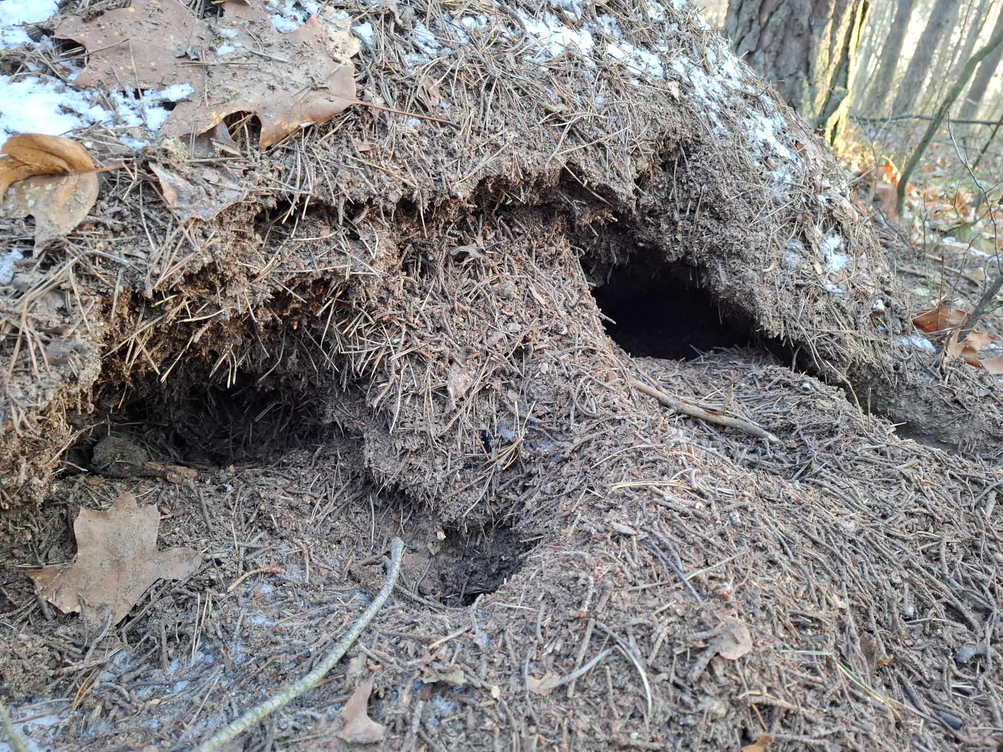 Autor: Tomasz Szafrański