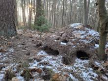 Tajemnicze dziury w mrowiskach