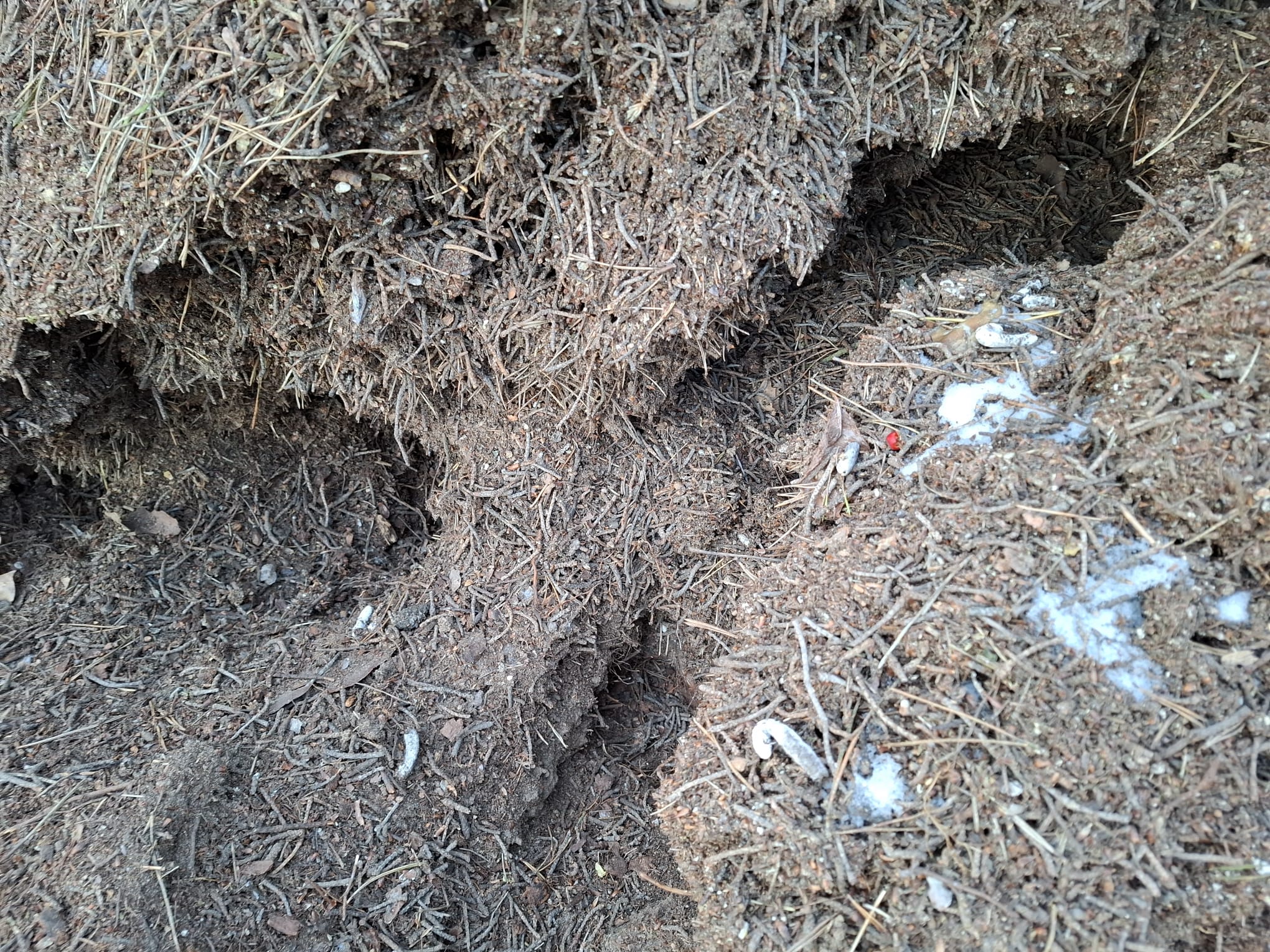 Autor: Tomasz Szafrański