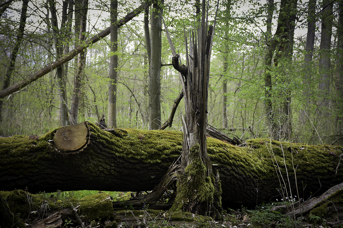 Zdjęcie przedstawia leżący na ziemi pień potężnego drzewa obrośnięty mchem. Widok fragmentu nowo powołanego rezerwatu Zielonogórski Las Odrzański. Fot. Przemysław Kozłowski 