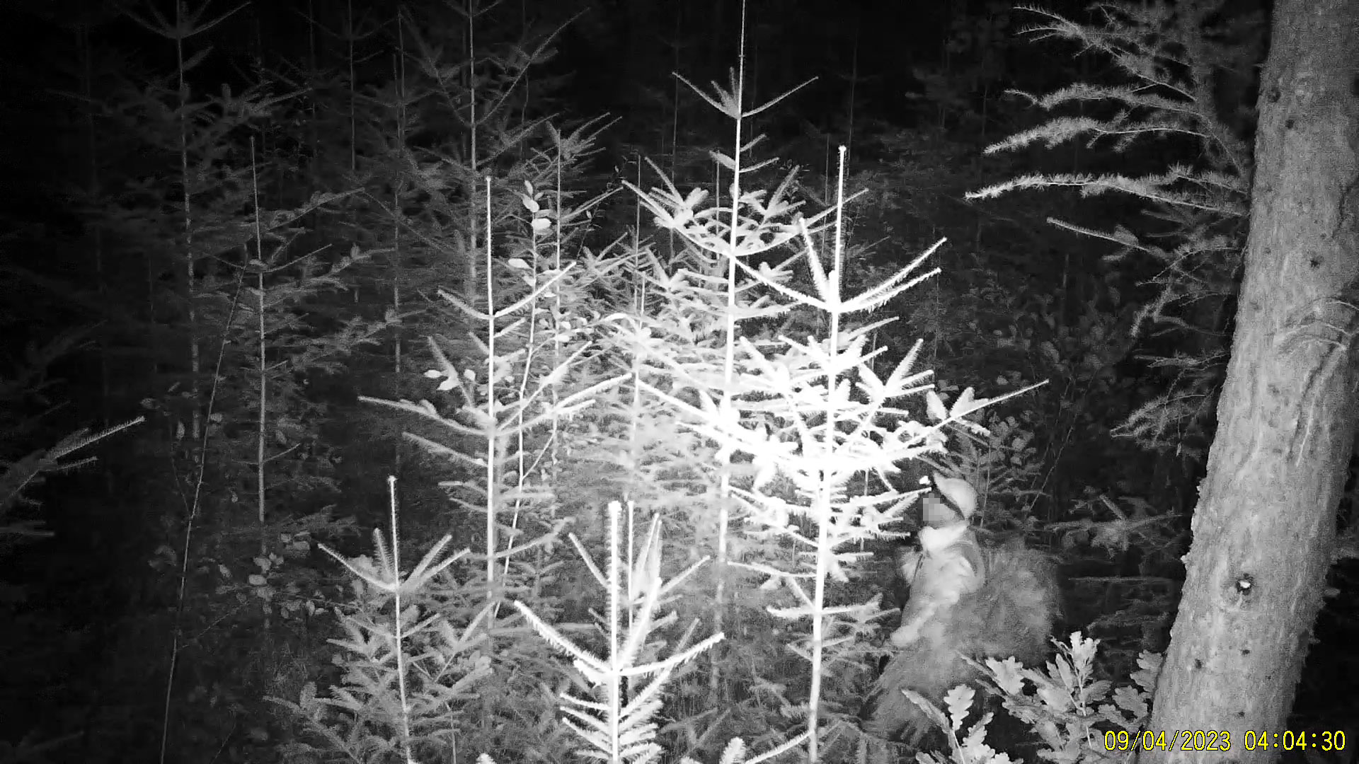 Fotografia przedstawia czarnobiałe ujęcie z fotopułapki, na którym nagrano mężczyznę kradnącego gałęzie na stroisz. Źródło: DGLP