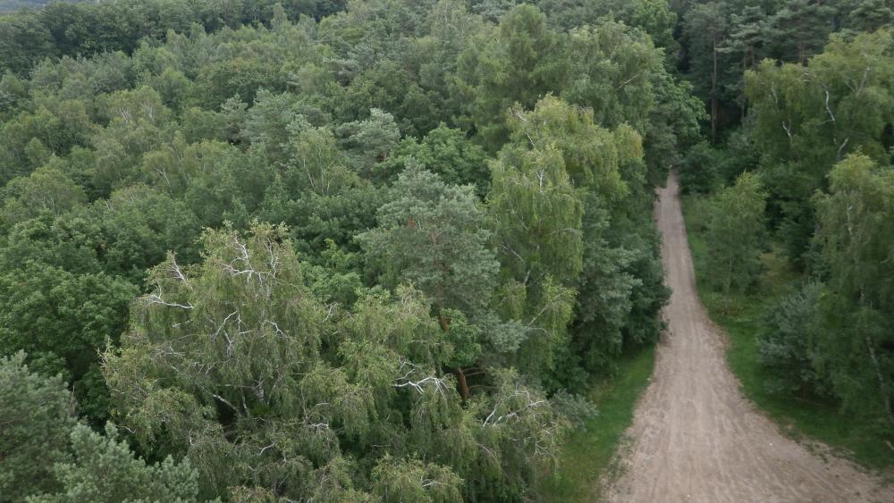 Zdjęcie&#x20;przedstawia&#x20;widok&#x20;lasu&#x20;z&#x20;lotu&#x20;ptaka