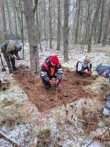 Czas na jesienne poszukiwania szkodników pierwotnych sosny